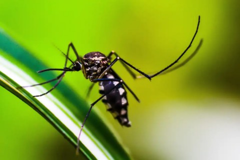 Dengue: Américas podem registrar pior surto da história, alerta Opas