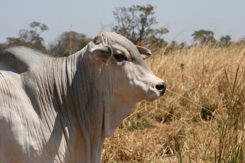 Connan reforça compromisso com o desenvolvimento da pecuária no 4º Beef Day, em Colina (SP)