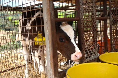 Nova investigação sobre a Danone revela sofrimento animal em fazendas no Brasil