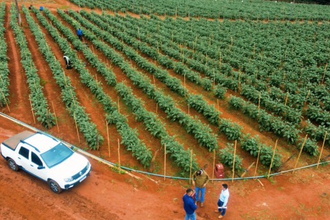 Melhoramento genético traz para o produtor de berinjela variedade precoce e sem espinhos