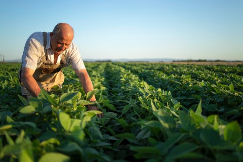 Plataforma conecta pequenos produtores de 50 cidades do Paraná ao mercado consumidor