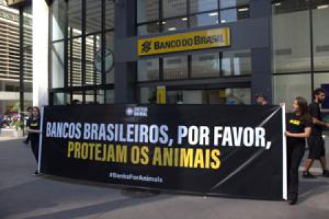 ONG internacional denuncia grandes bancos da América Latina e da Ásia por negligenciar bem-estar animal
