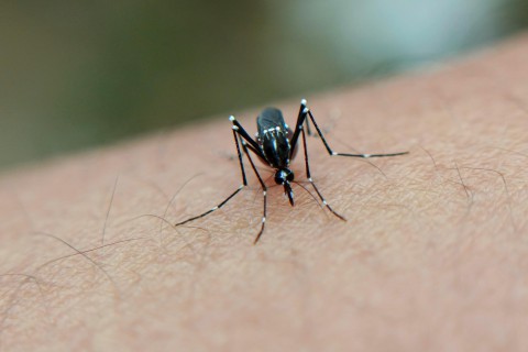 5 dicas para proteção e combate ao mosquito Aedes aegypti