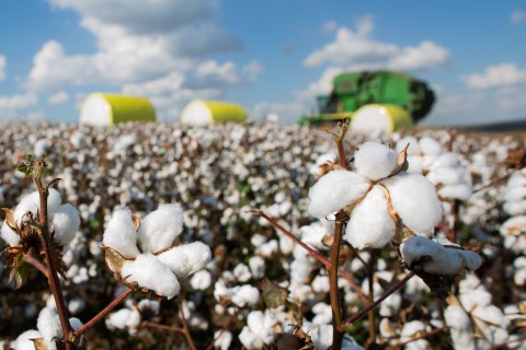 Tecnologias para o algodão ganham destaque em dia de campo