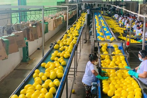 Apicultura favorece maior produtividade e conformidade de melões e melancias