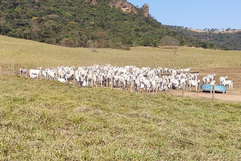 Sequestro de bezerros reduz custos operacionais e aumenta margem de lucro na pecuária de corte