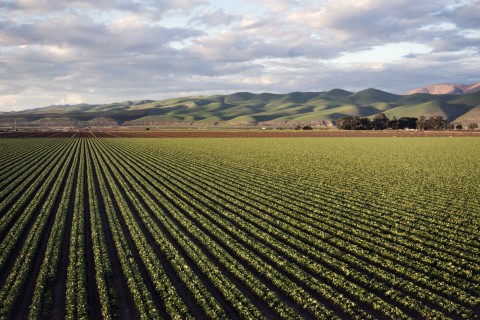 Áreas tratadas por defensivos agrícolas crescem 9,3% no primeiro semestre de 2024