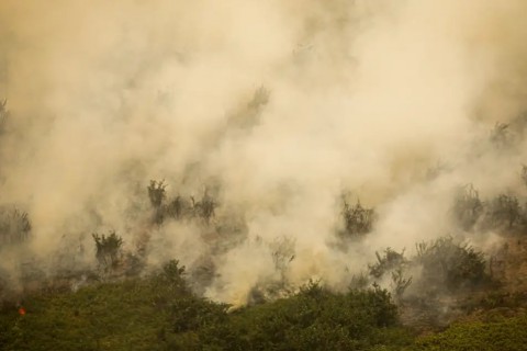 Pantanal tem este ano maior área queimada em junho