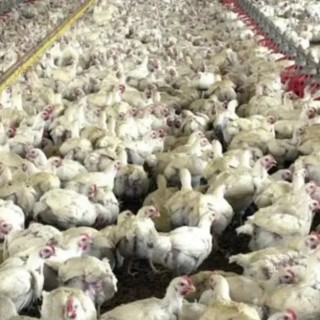 Preços do frango estão estáveis em junho